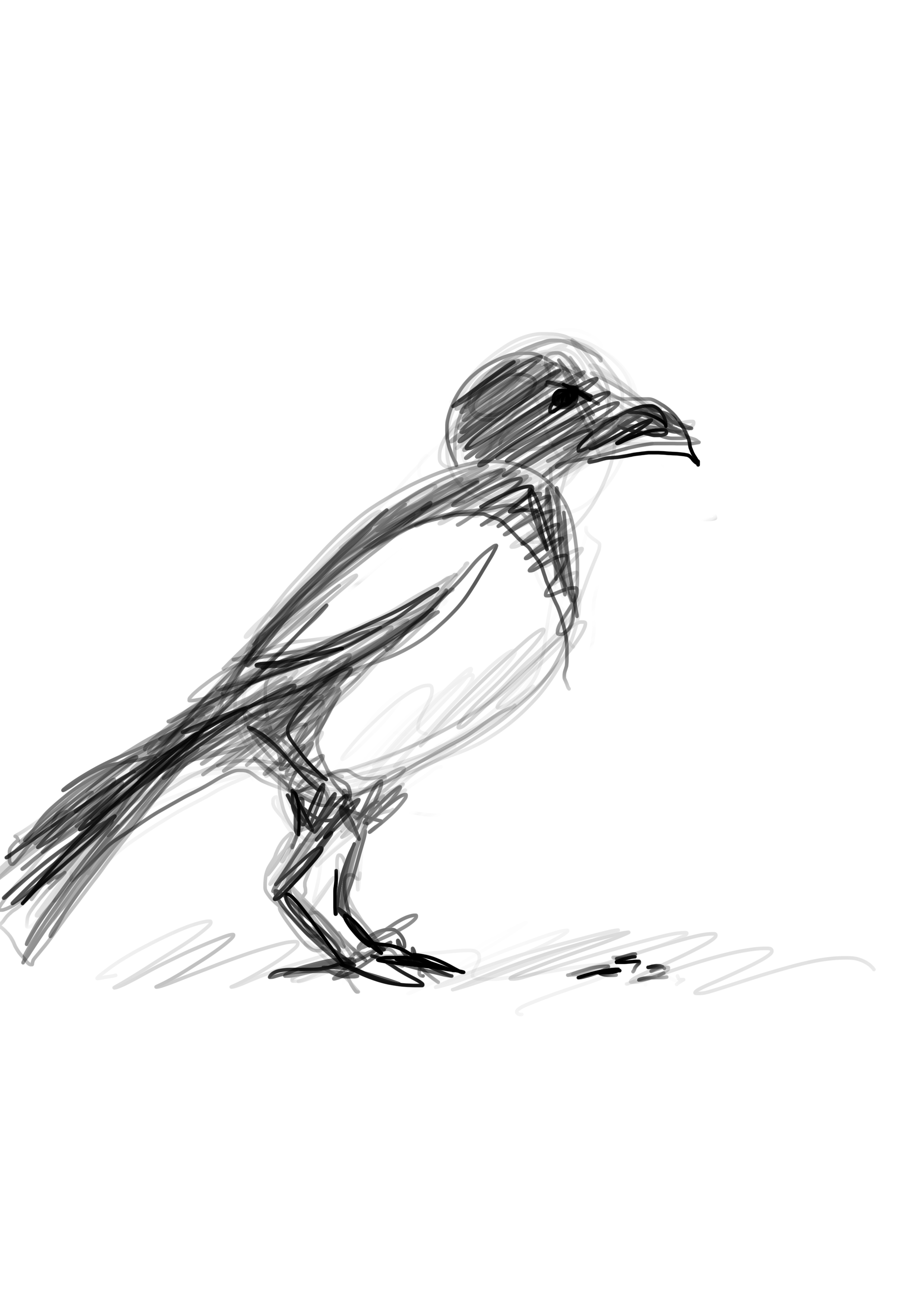 The Magpie